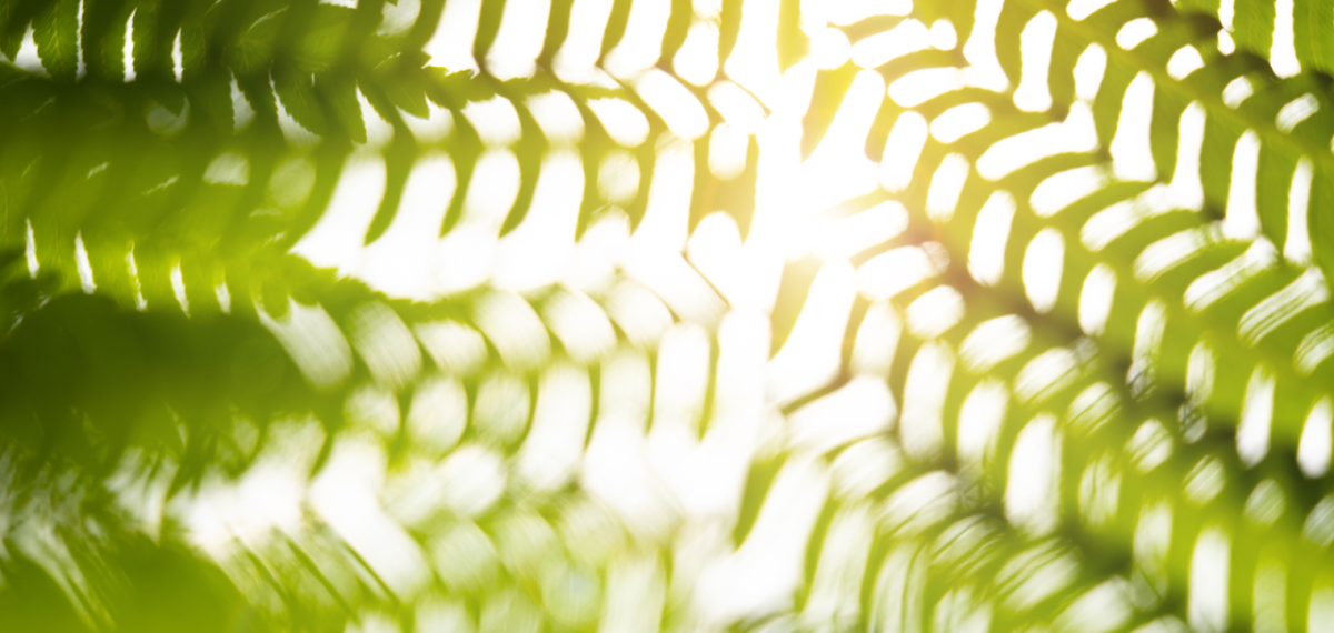 looking up at a canopy of leaves with the sun filtered through.