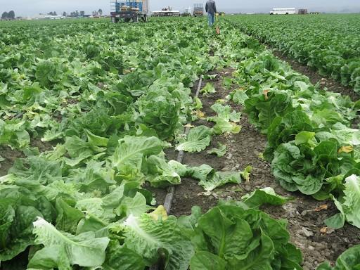 A farmer in a large field of lettuce