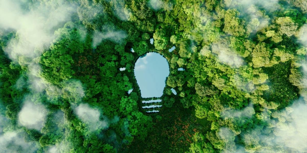 Aerial view of a forest and a lake in the shape of a lightbulb.