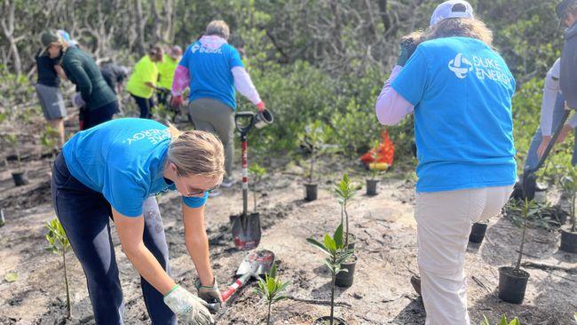 Volunteers planting trees in sandy soil.