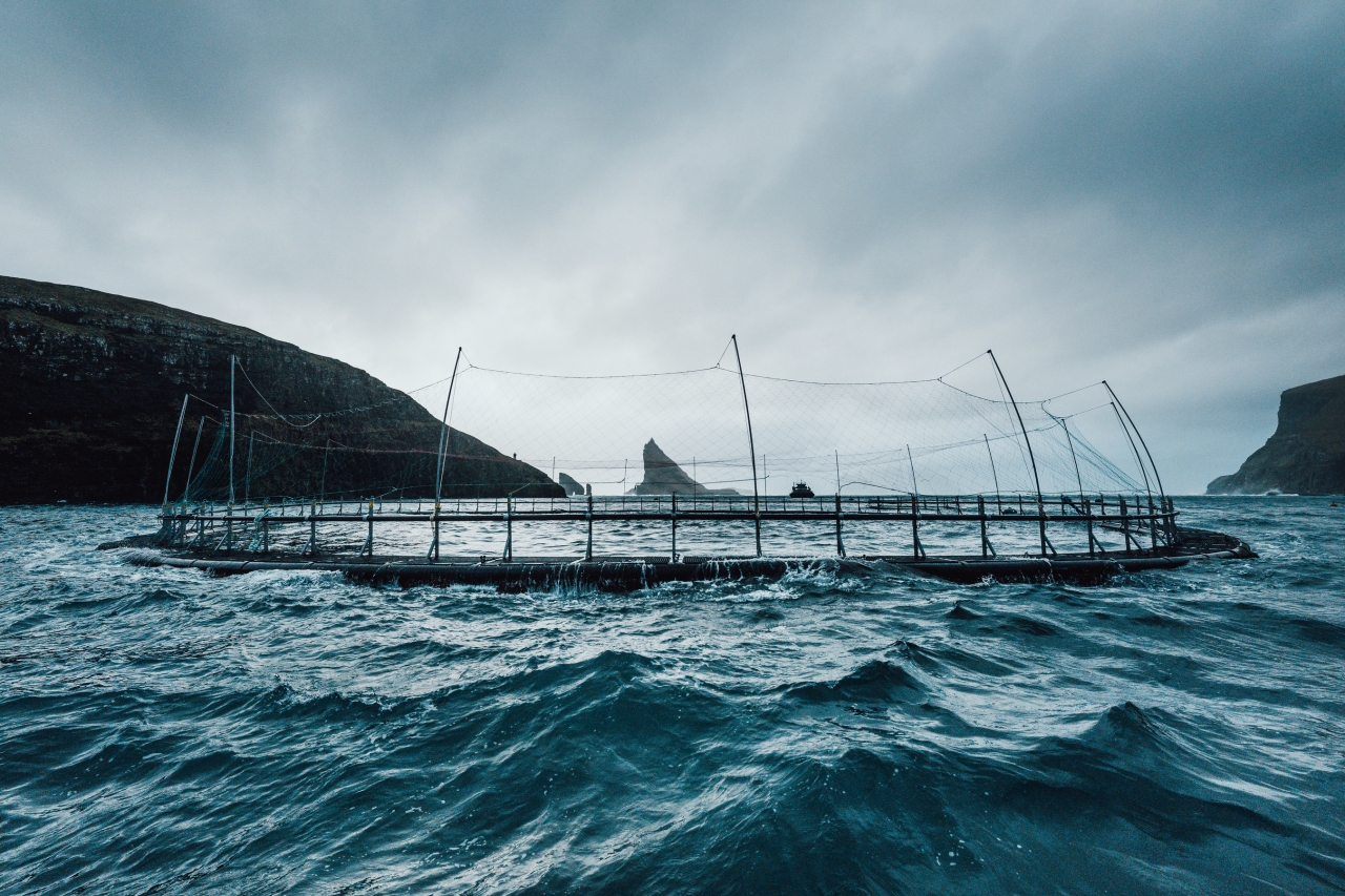 For decades Hiddenfjord has moved its farming activities to more exposed locations with stronger currents and higher waves, where salmon is raised in pens placed in exposed locations to obtain the best living conditions for the salmon.