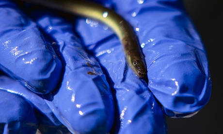 American eel resting in a gloved hand