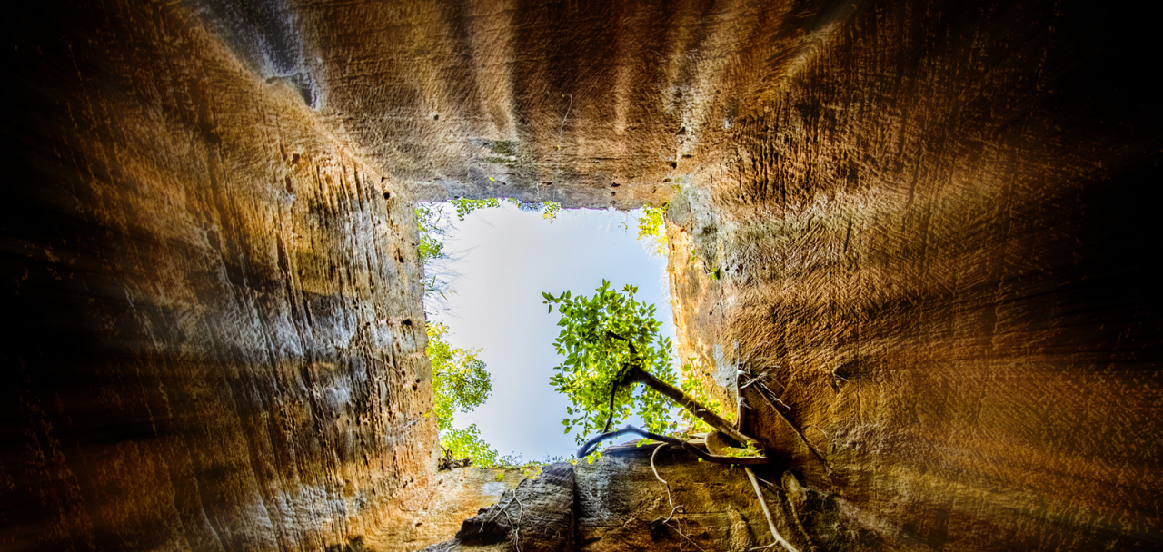 looking up through soil to a tree