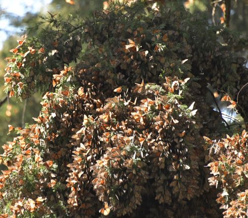 A cluster of monarchs on a oyamel fir tree. 