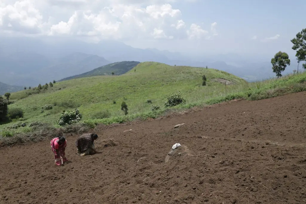 People working in a farm plot, mountains in the distance.