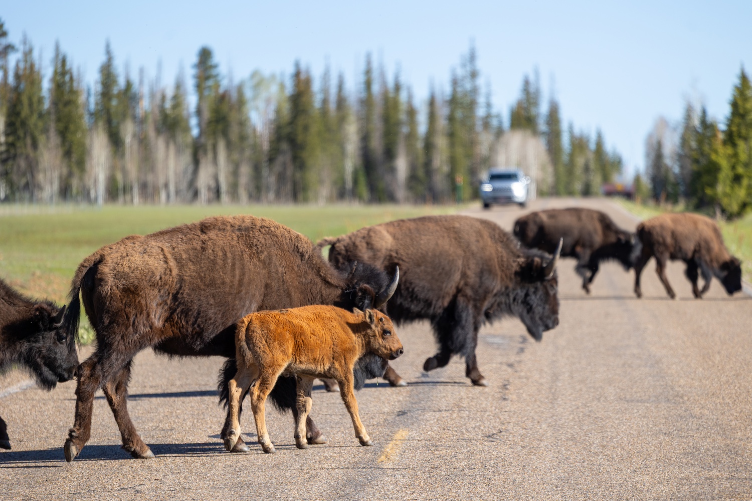 A herd of adult bison and a calf walk across the road, holding up traffic at the Grand Canyon — national parks