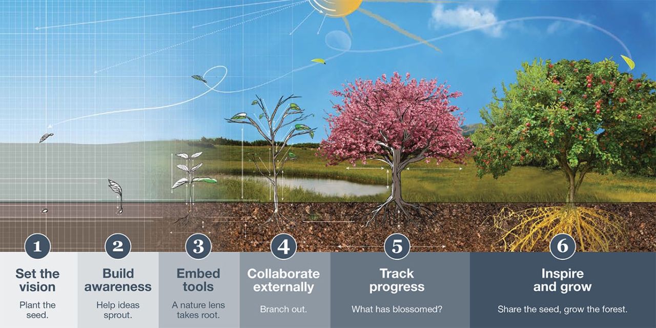 info graphic of six steps showing a seed growing into a mature tree  1. set the vision 2. build awareness 3. embed tools 4. collaborate externally 5. track progress 6. inspire and grow