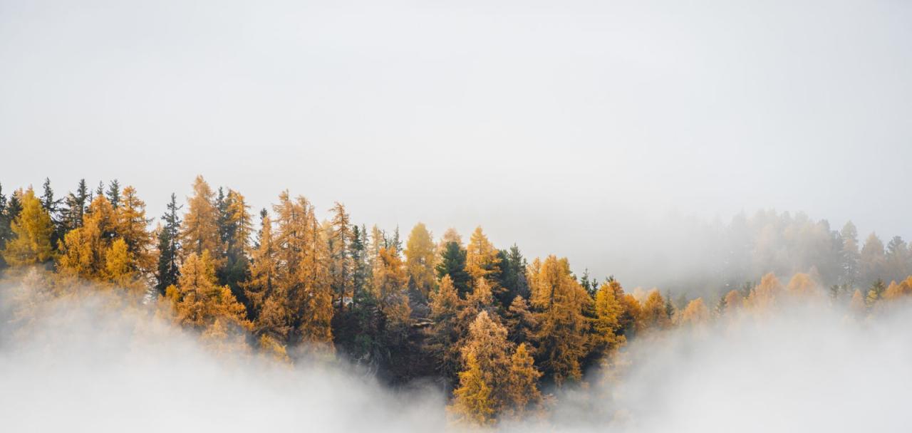 Trees in the fog