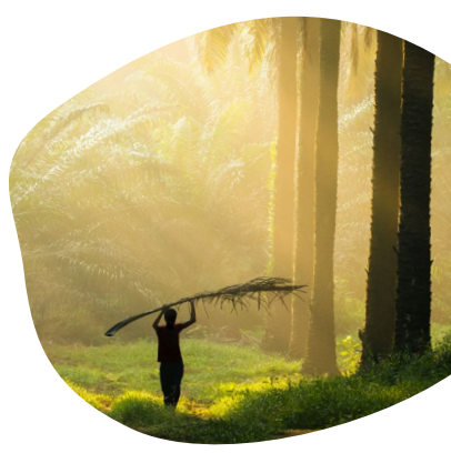 A person holding a large palm frond in a forest