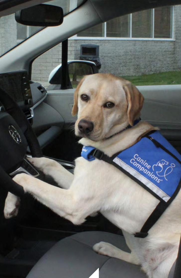 yellow lab in a blue service vest in a car