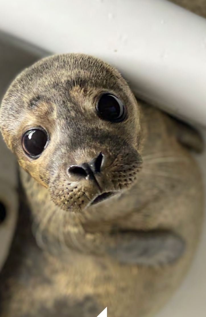 a rescued seal looks up at the camera