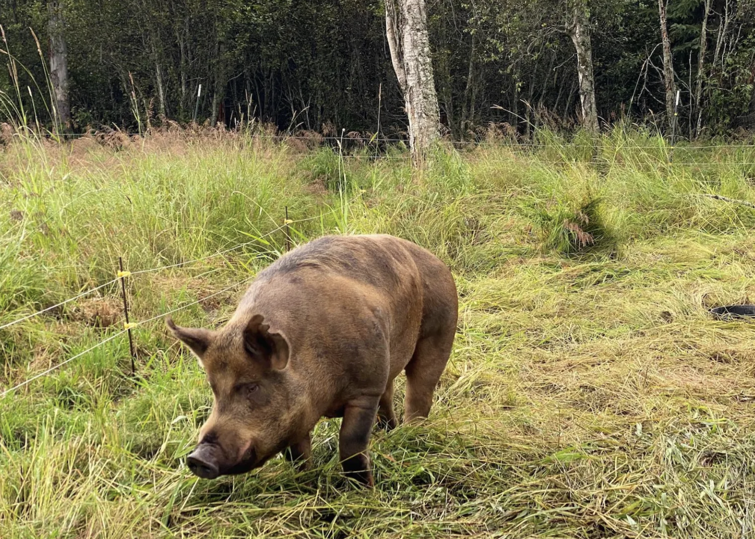 pig works the land at Alaska farm