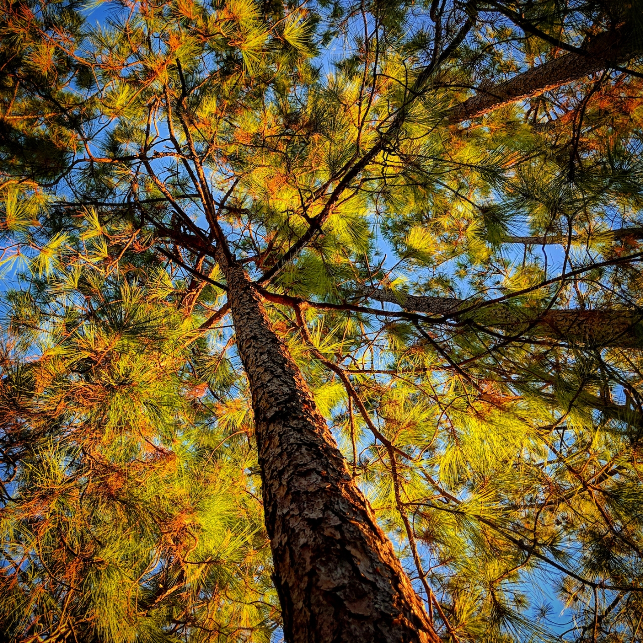 pine from below with the blue sky showing
