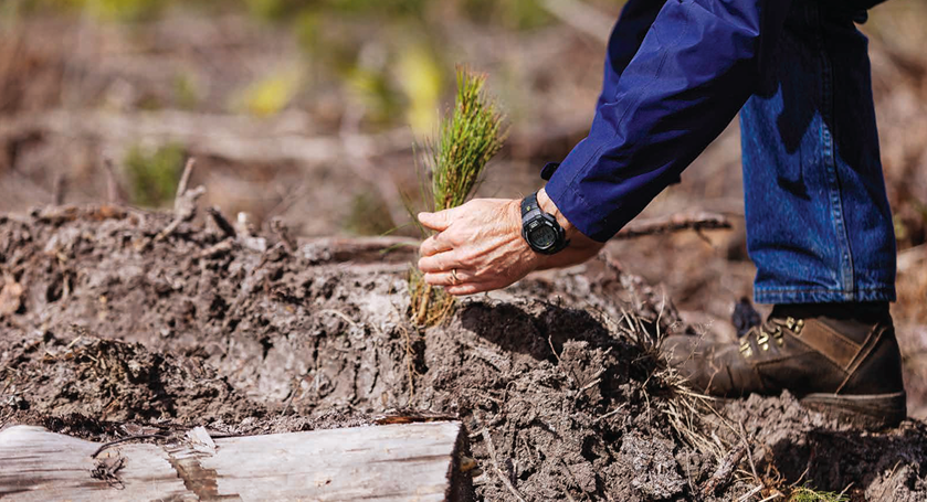 pine seedling