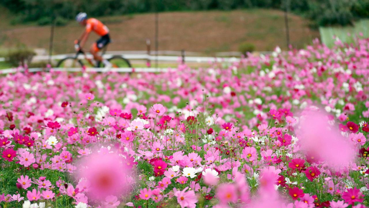 A person on a bicycle in the distance, a field of pink flowers in front. 