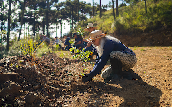 A tree being planted