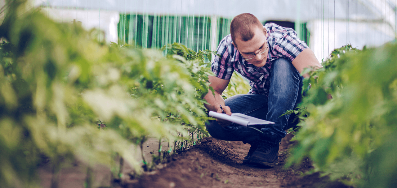 person examining plants