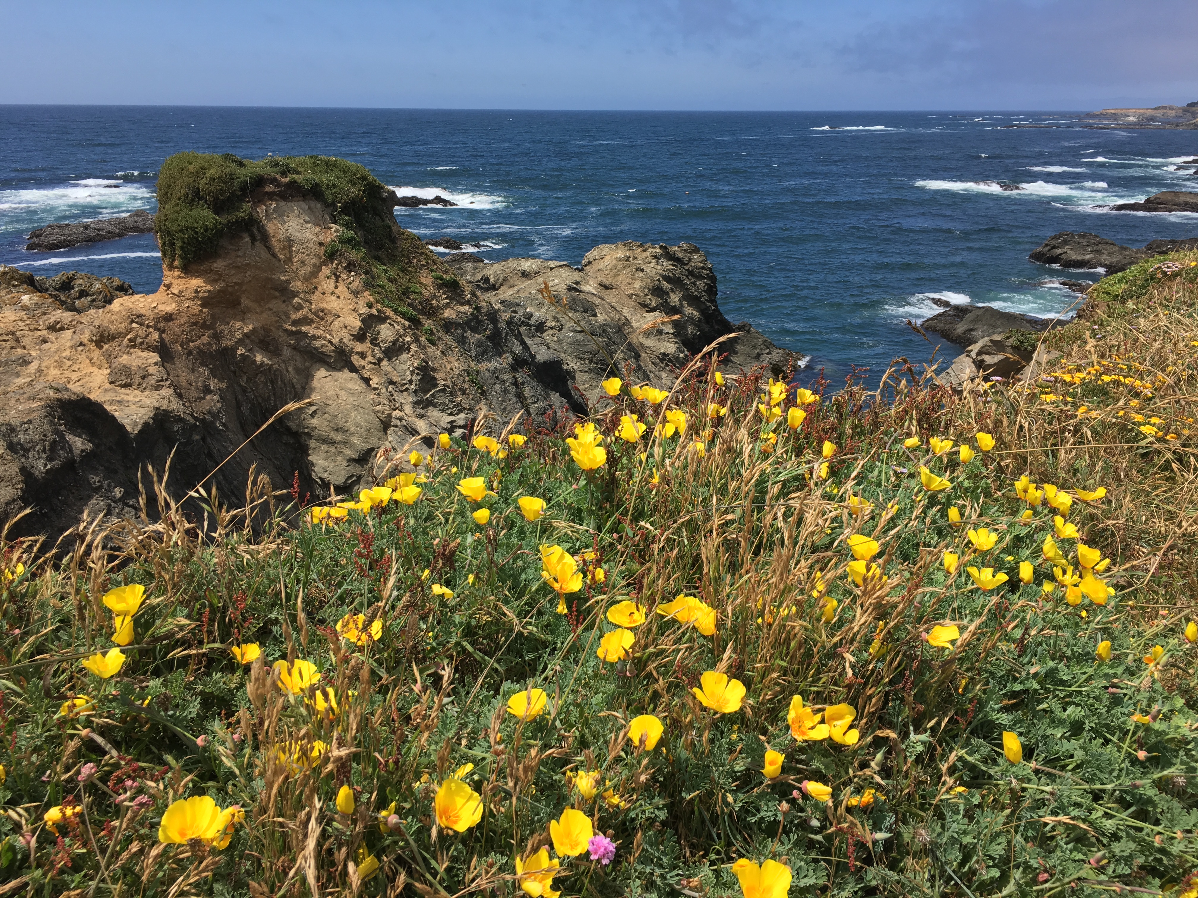 California poppies in northern Fort Bragg, California