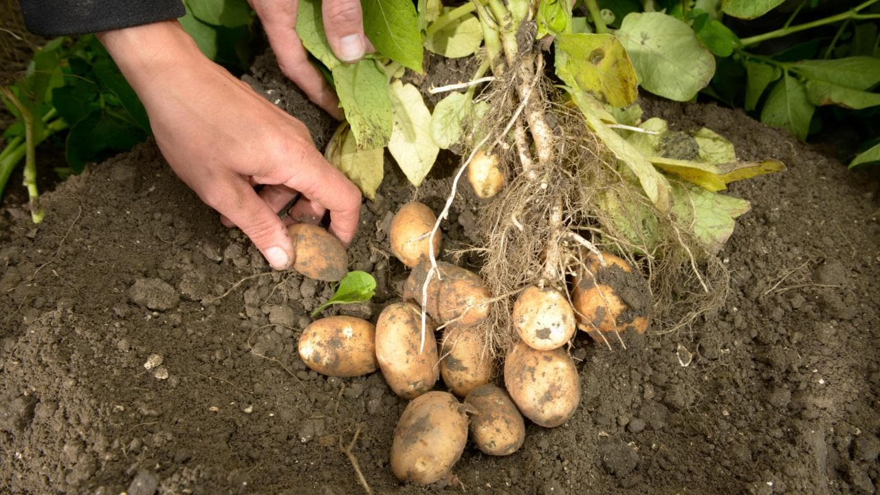 Un agricultor inspecciona las patatas.
