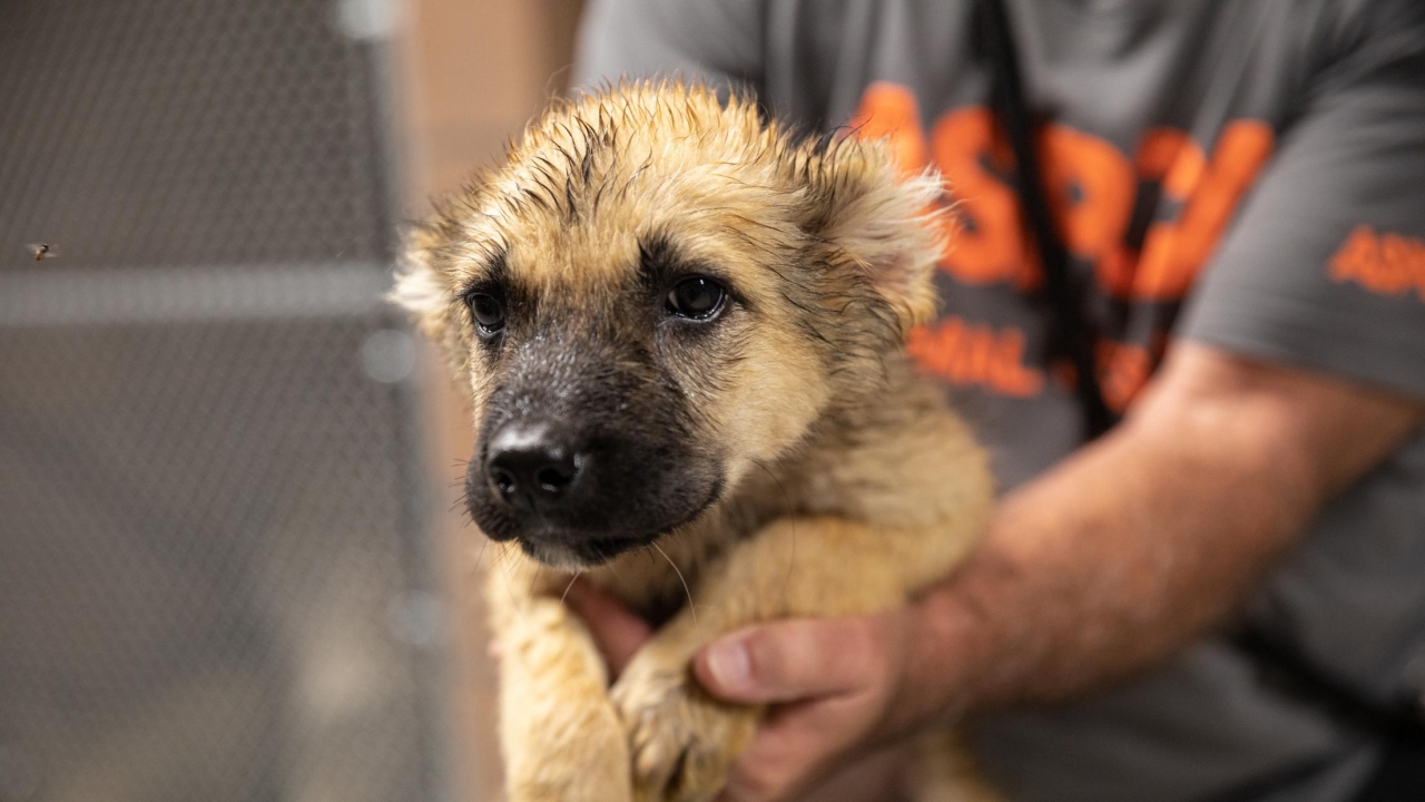 Puppy being held by someone in an ASPCA t-shirt