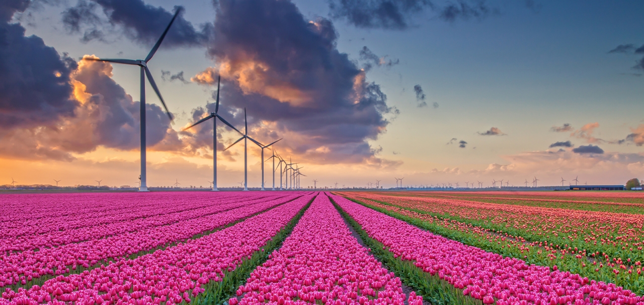 Wind turbines among flowers