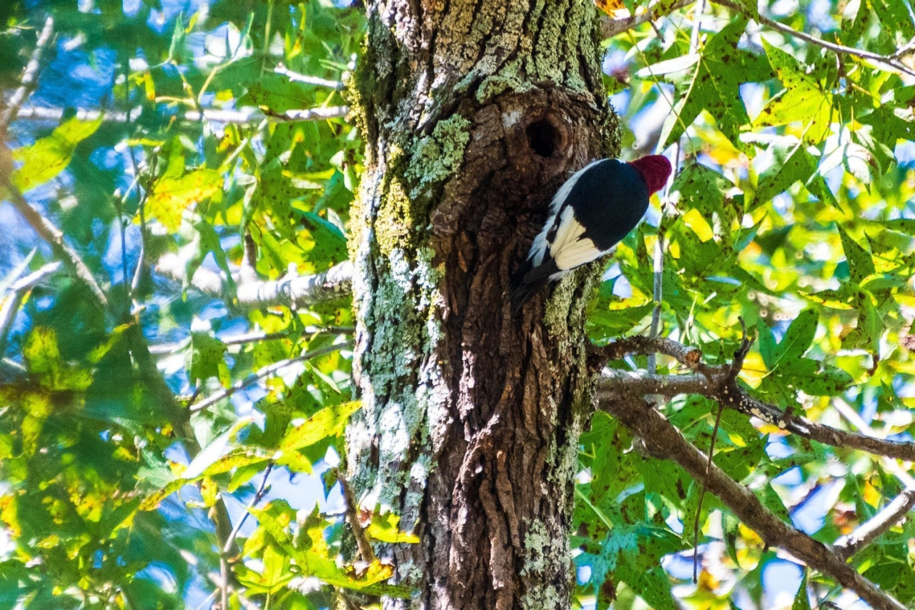 Woodpecker on tree