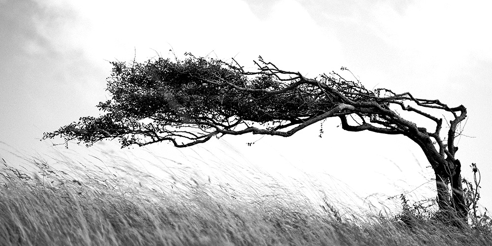 Tree being blown to the side by wind