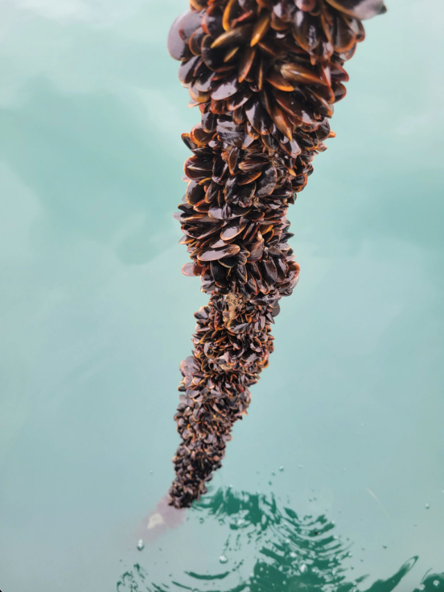Small, brown mussels growing on a rope at the Blue Forest project farm — aquaculture