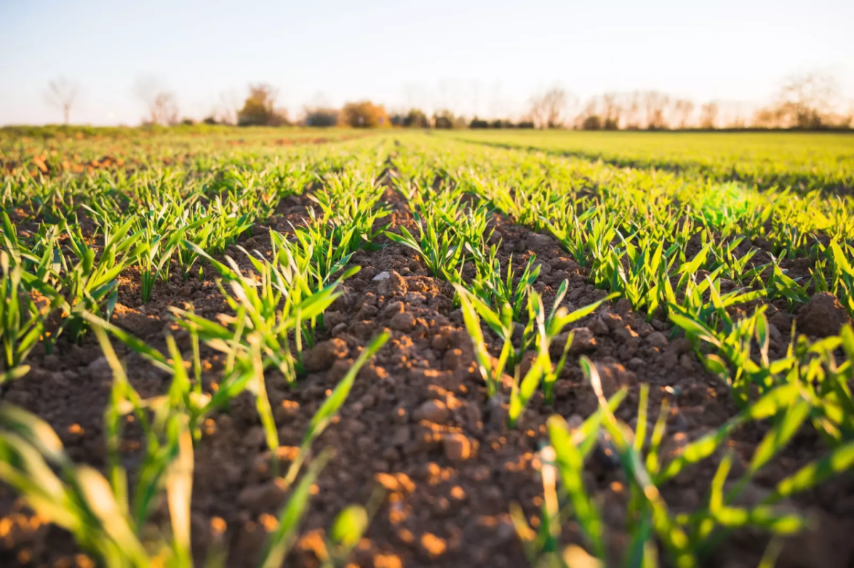 corn crop starting to grow in field