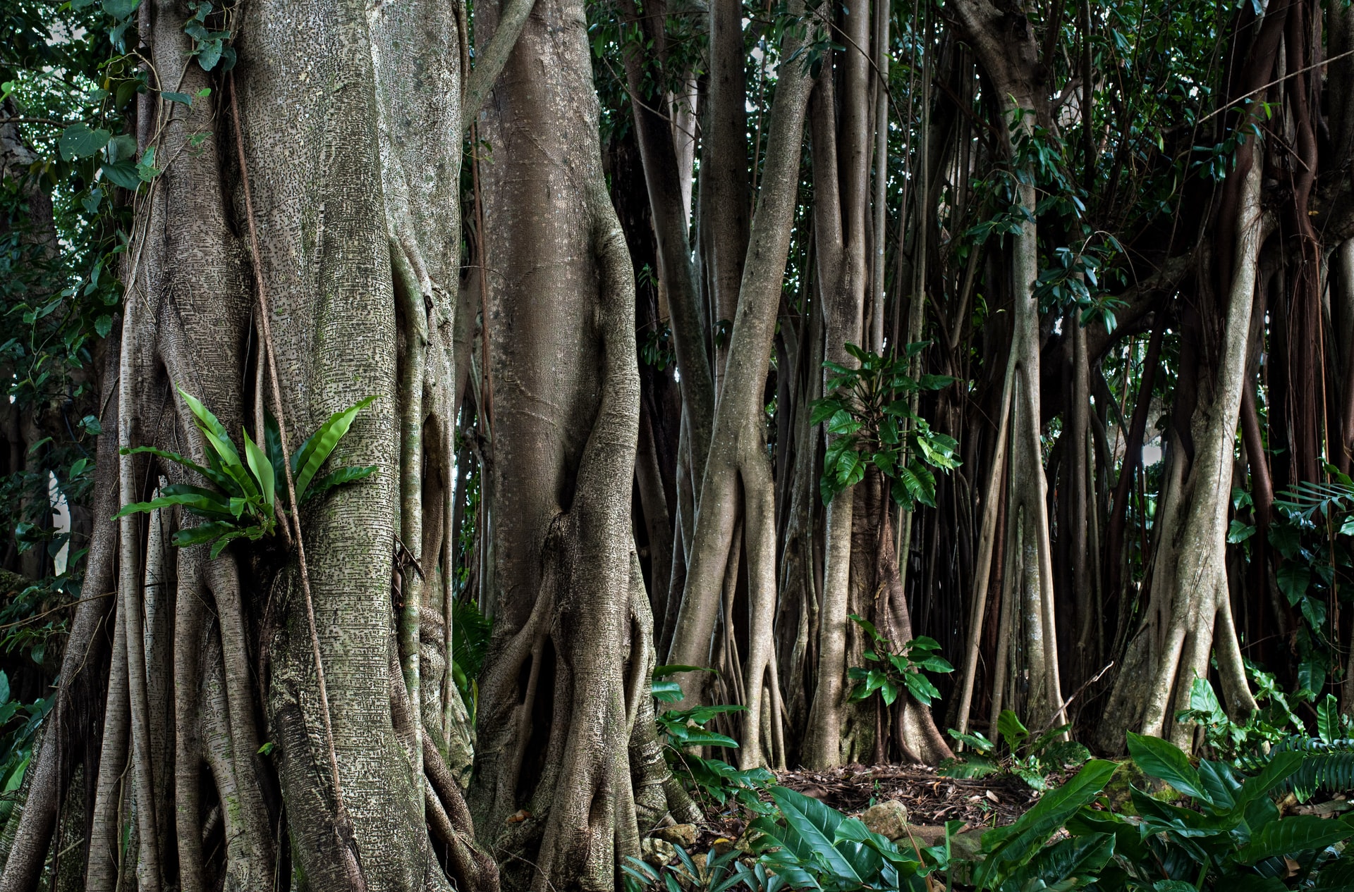 Rubber trees in Cairns, Australia