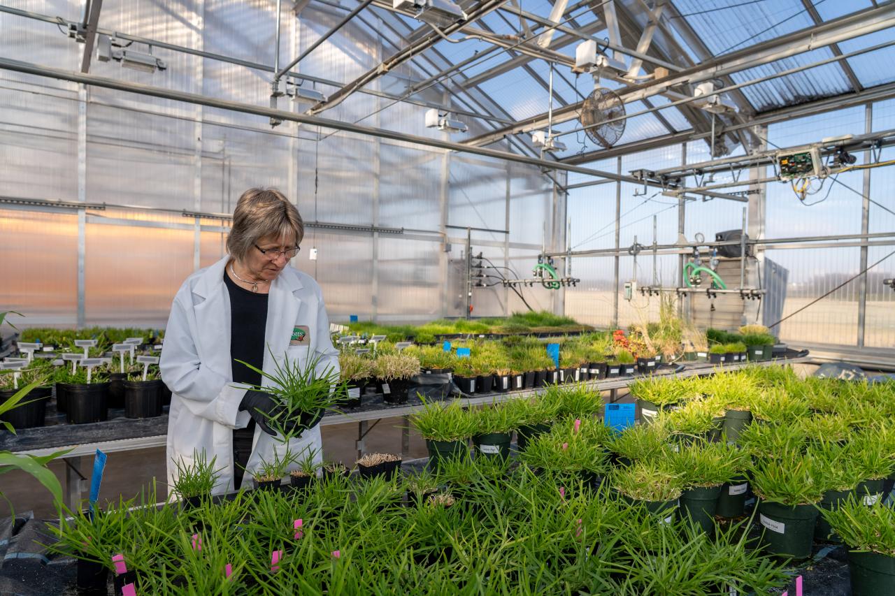 A person inside a greenhouse