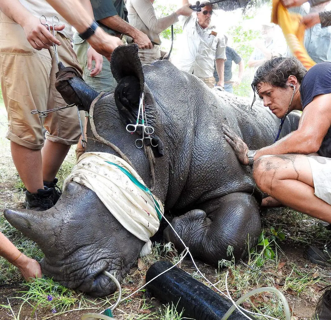 Vet helping a sick Rhino
