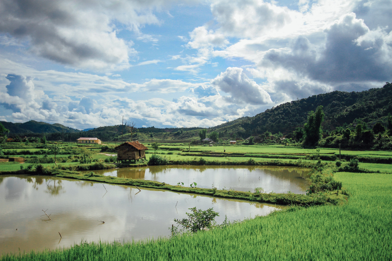 rice paddies in Vietnam - sustainable rice farming