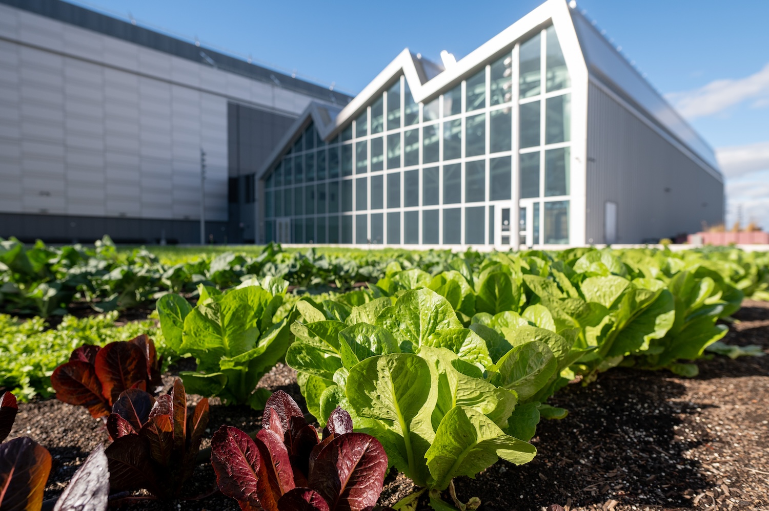 rooftop farm at the Javits Center