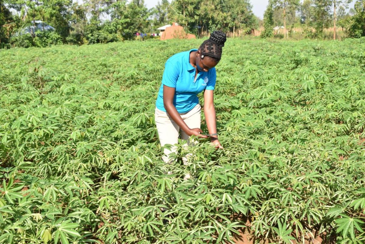 A person inspecting a plant in a field of crops.