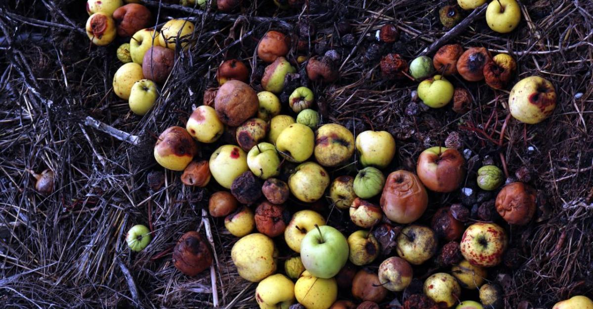 A pile of rotting apples on dark soil