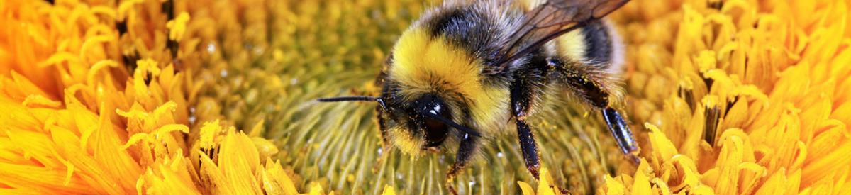 bee on a sunflower