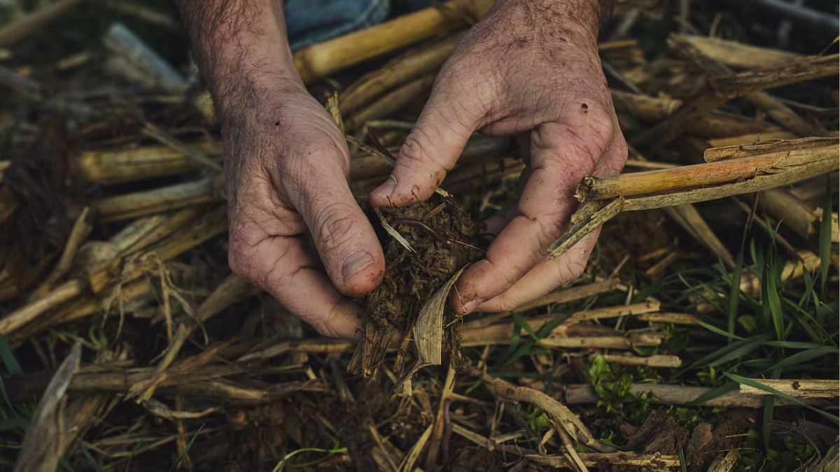 Hands in soil