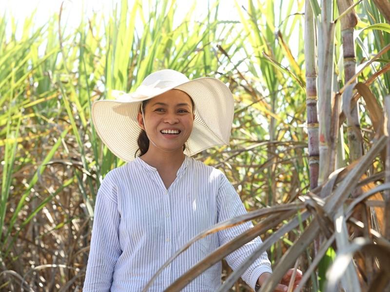 A person in a large brim hat standing in a sugar cane field