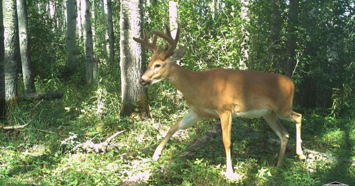 A deer seen on one of the wildlife monitoring cameras.