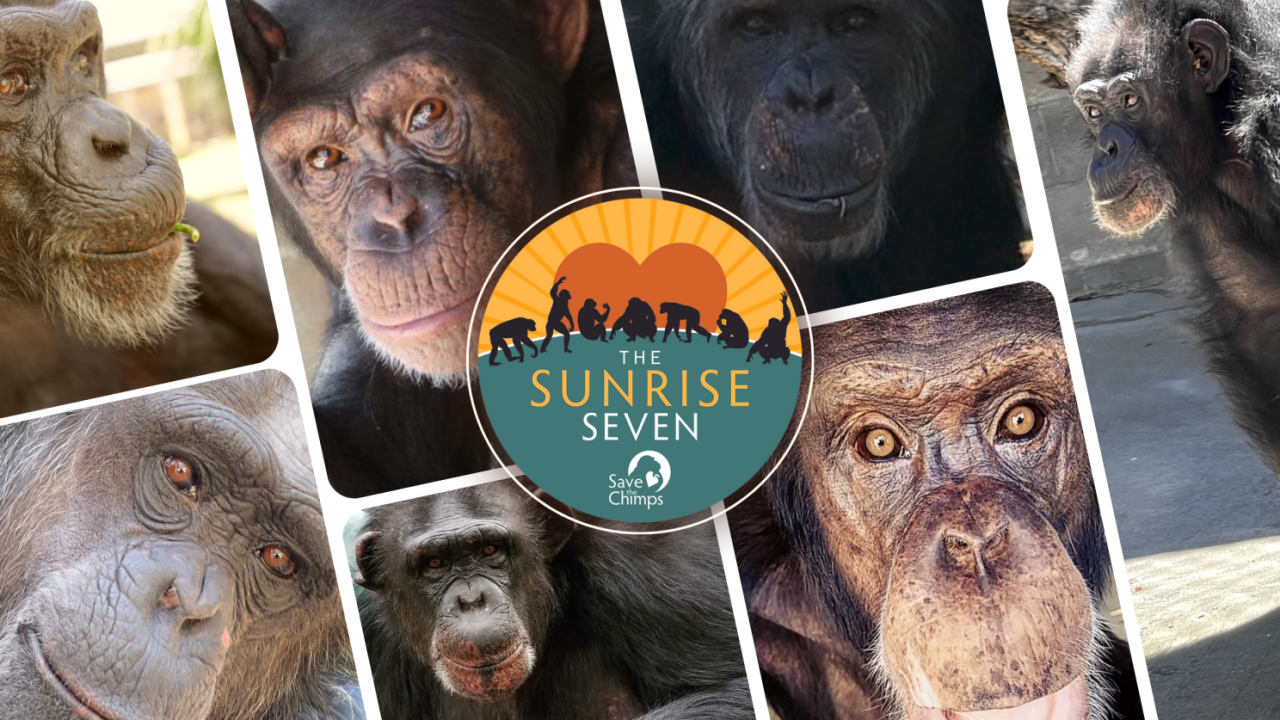 collage of seven chimps, "Sunrise Seven" logo central