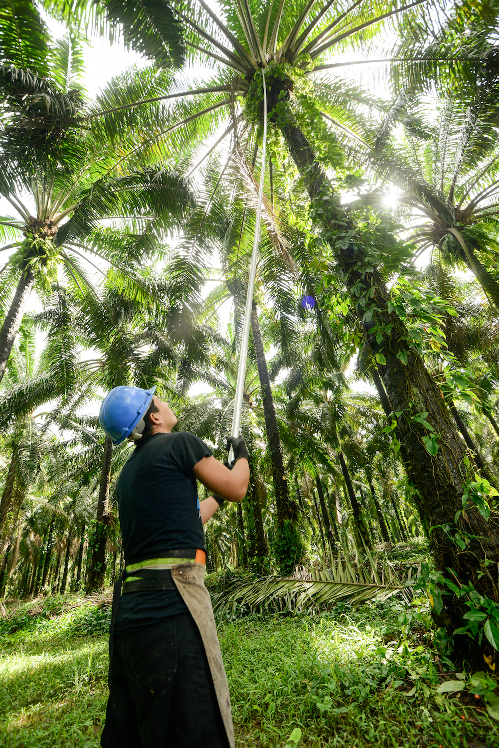 sustainable palm oil - palm oil farming