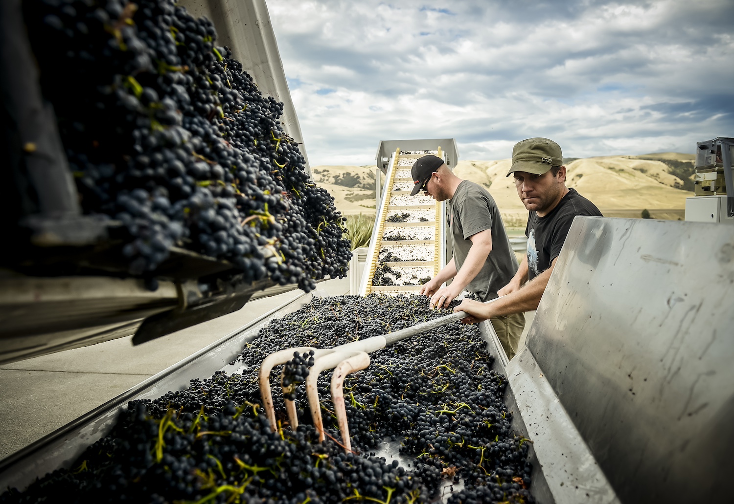 Workers use grape harvesting machinery at Escarpment Vineyard in New Zealand — sustainable wine