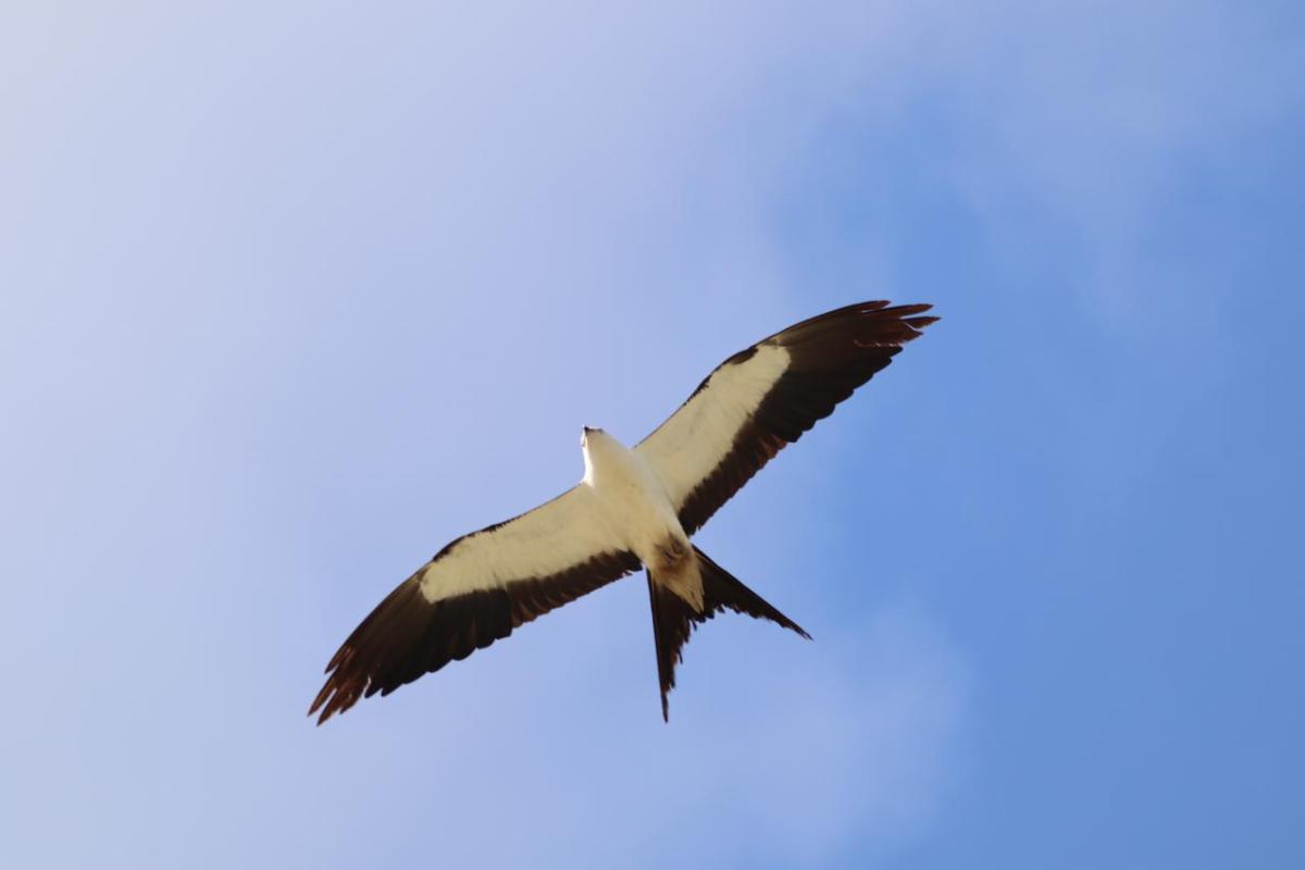 swallow-tailed kites