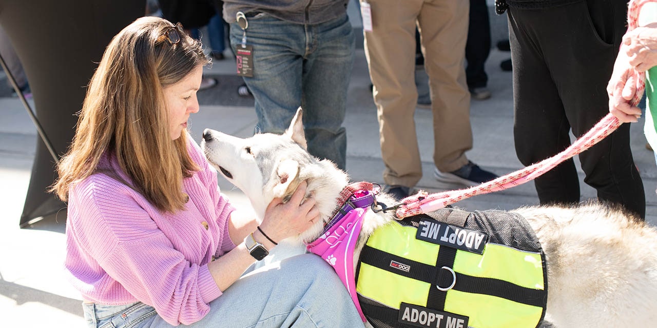 A person petting an adoptable dog