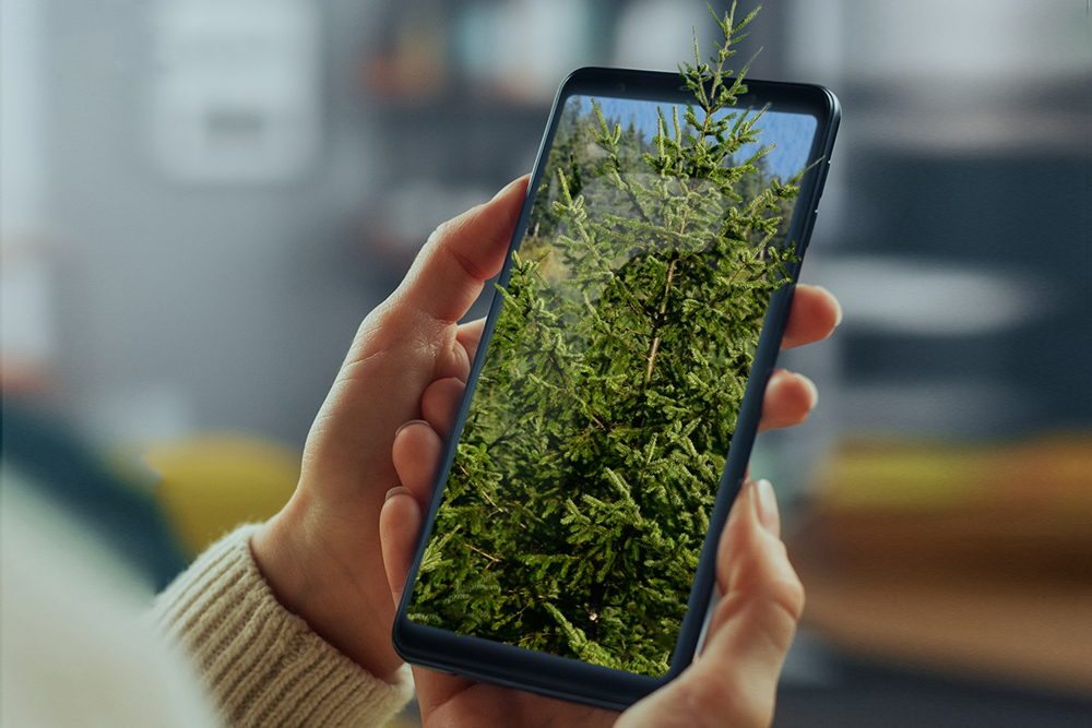 Photo of a tree on a cell phone