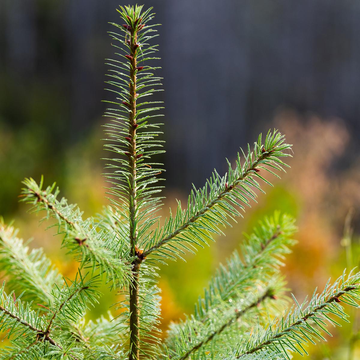 Close up of the top branches of a young douglas fir tree.