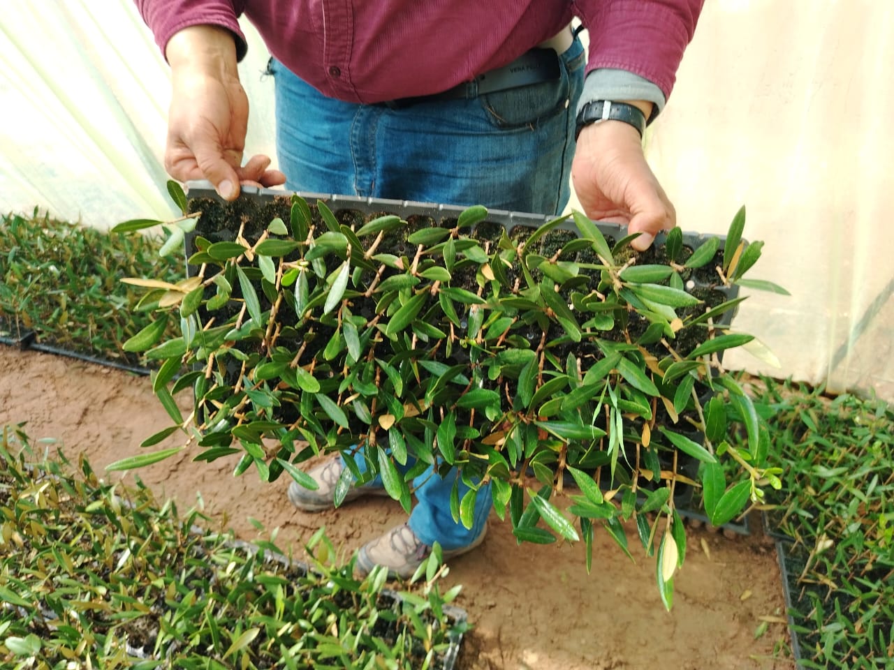 A person holds up a box of saplings growing in a greenhouse at the Akrich Nursery in Morocco — tourism
