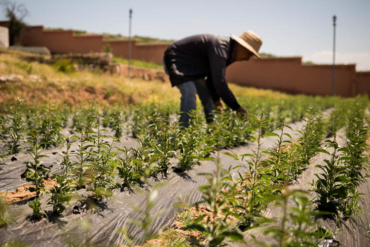 A person tends to saplings growing outdoors at a tree planting project in Morocco — tourism