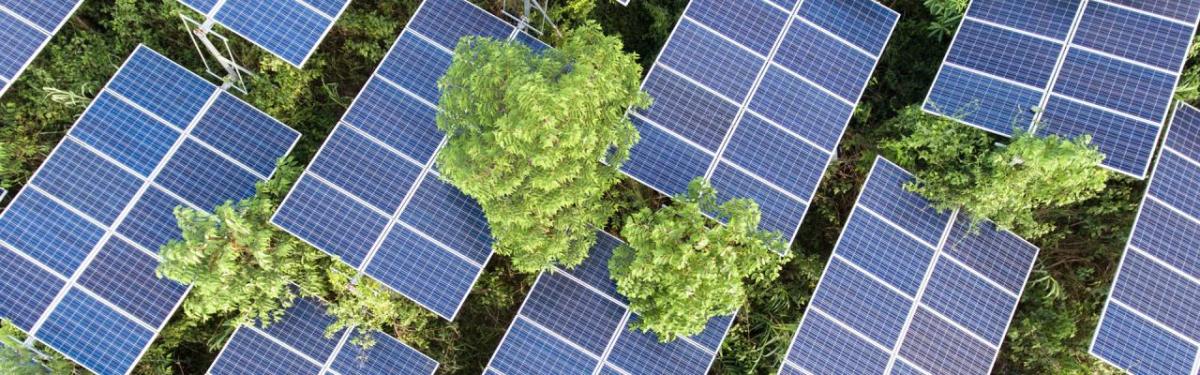 Trees growing through rows of solar panels.